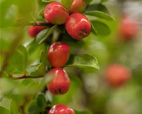 Cotoneaster dammeri Cotoneaster dammeri