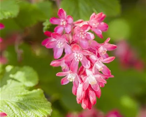 Ribes sanguineum 'King Edward VII' Ribes sanguineum 'King Edward VII'
