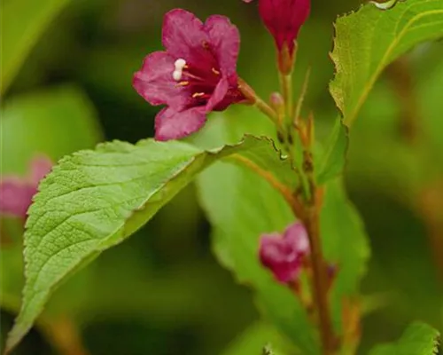 Weigela 'Bristol Ruby'