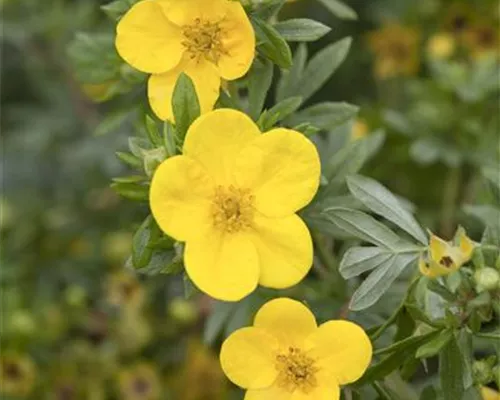 Potentilla fruticosa 'Kobold'
