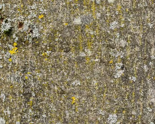 Fraxinus excelsior Fraxinus excelsior