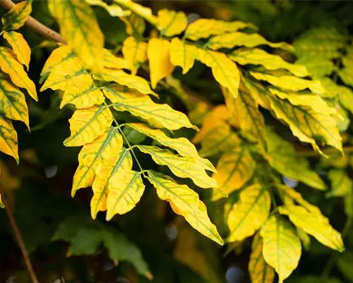 Fraxinus pennsylvanica 'Summit' Fraxinus pennsylvanica 'Summit'