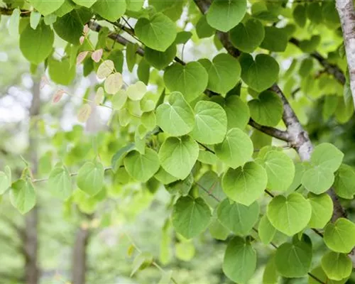 Cercidiphyllum japonicum