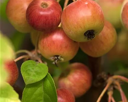 Malus 'Evereste' -R- Malus 'Evereste' -R-