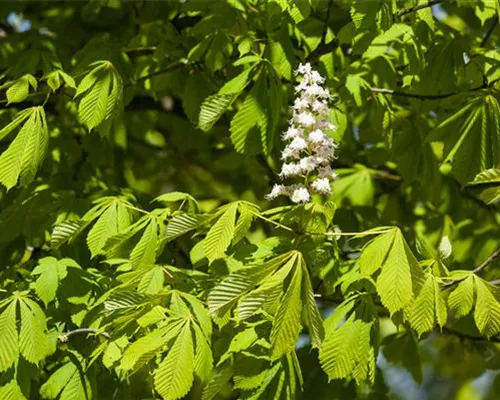 Aesculus hippocastanum 'Baumannii' Aesculus hippocastanum 'Baumannii'