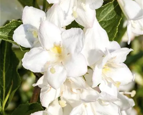 Weigela 'Candida' Weigela 'Candida'