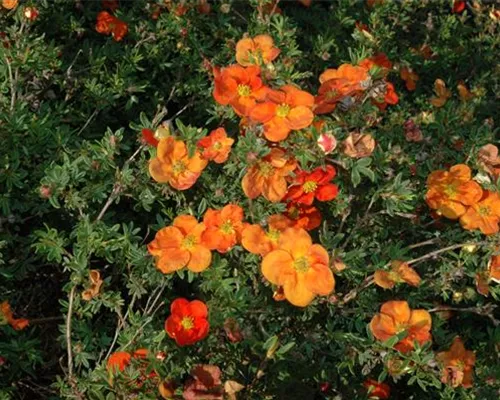Potentilla fruticosa 'Red Ace'