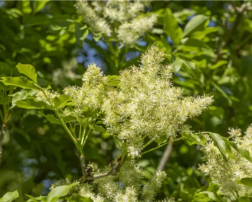Fraxinus ornus 'Mecsek' Fraxinus ornus 'Mecsek'