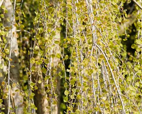 Cercidiphyllum japonicum 'Pendulum' Cercidiphyllum japonicum 'Pendulum'