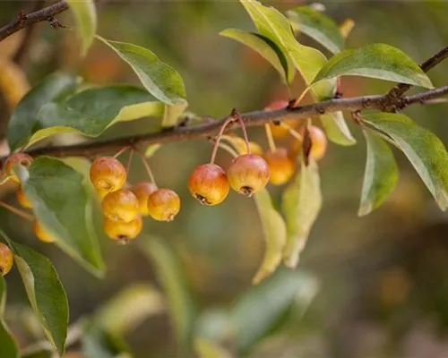 Malus 'Pomzai' -R-