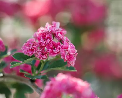 Crataegus laevigata 'Paul's Scarlet' Crataegus laevigata 'Paul's Scarlet'