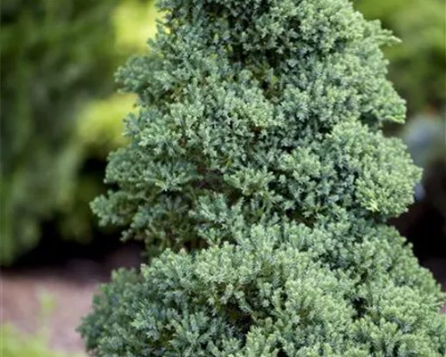 Juniperus procumbens 'Nana' Juniperus procumbens 'Nana'