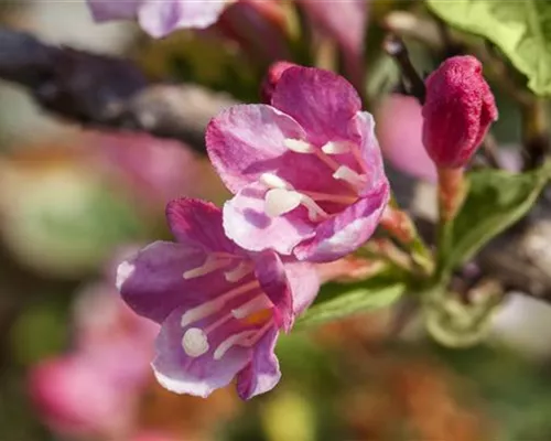 Weigela 'Styriaca' Weigela 'Styriaca'