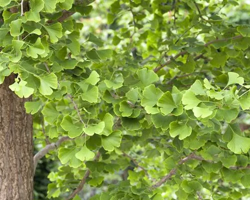 Ginkgo biloba Ginkgo biloba