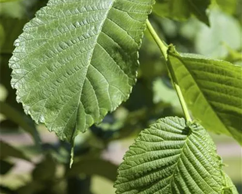 Morus alba 'Pendula' Morus alba 'Pendula'