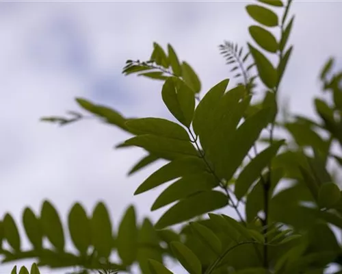 Robinia pseudoac.'Umbraculifera' Robinia pseudoac.'Umbraculifera'
