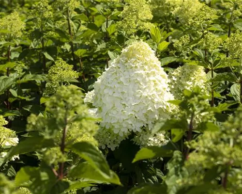 Hydrangea panic. 'Grandiflora' Hydrangea panic. 'Grandiflora'