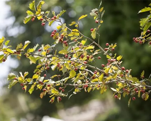 Crataegus monogyna Crataegus monogyna