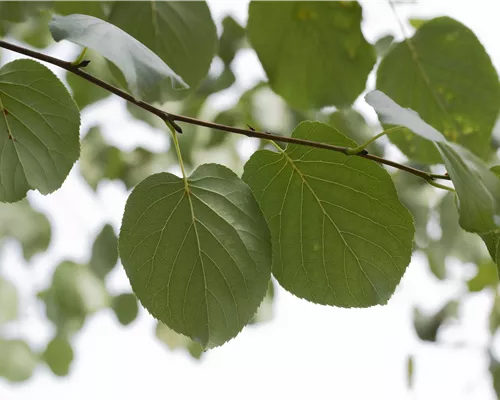 Alnus cordata Alnus cordata