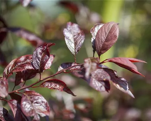 Prunus 'Trailblazer' Prunus 'Trailblazer'