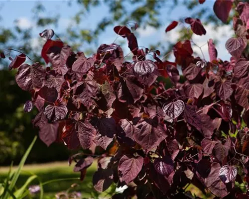 Cercis canadensis 'Forest Pansy'