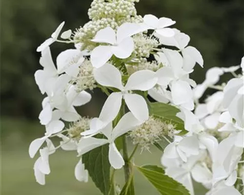 Hydrangea panic. 'Kyushu' Hydrangea panic. 'Kyushu'