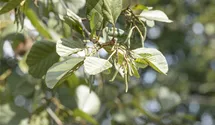 Schwarzerle