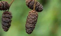 Schwarzerle