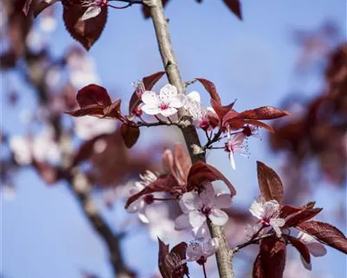 Prunus cerasifera 'Nigra' Prunus cerasifera 'Nigra'