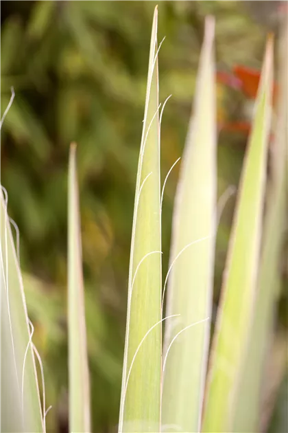 Yucca filamentosa - Baumschule Teuffenbach