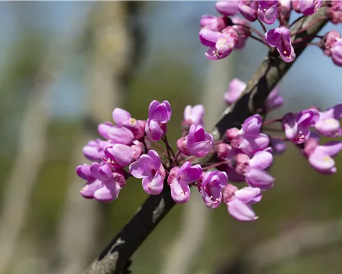 Cercis siliquastrum Cercis siliquastrum