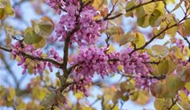 Südeuropäischer Judasbaum