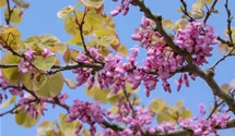 Südeuropäischer Judasbaum