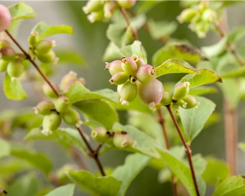 Symphoricarpos chenaultii 'Hancock' Symphoricarpos chenaultii 'Hancock'