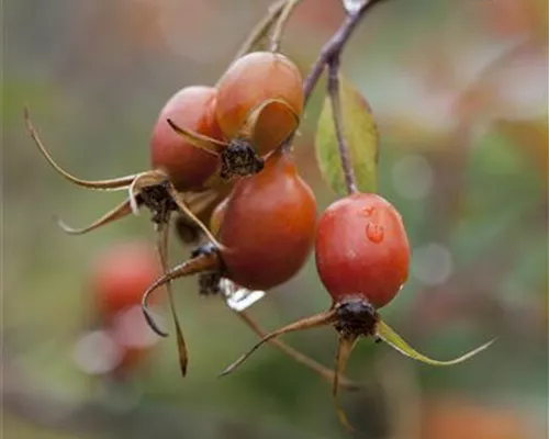 Rosa glauca Rosa glauca