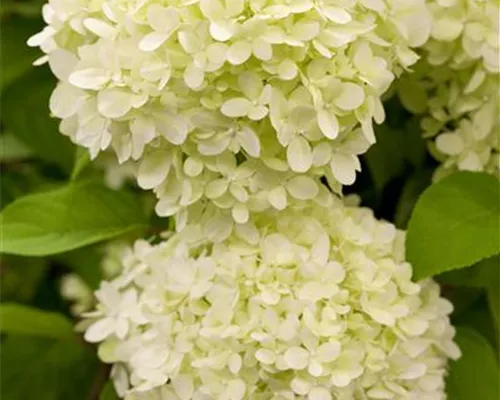 Hydrangea panic. 'Limelight' -S- Hydrangea panic. 'Limelight' -S-