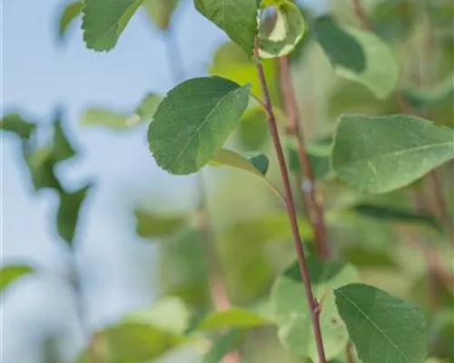 Amelanchier alnifolia 'Obelisk' -R- Amelanchier alnifolia 'Obelisk' -R-