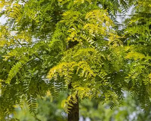 Gleditsia triacanthos 'Sunburst' Gleditsia triacanthos 'Sunburst'