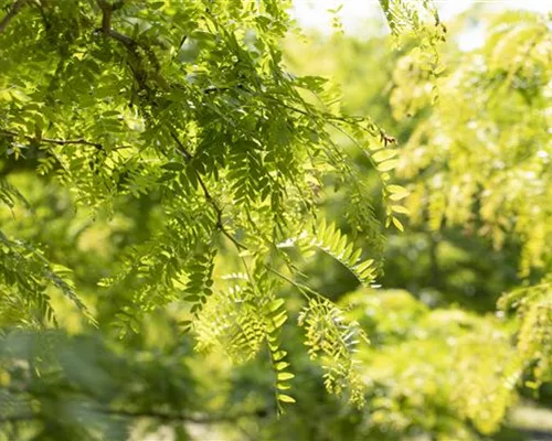 Gleditsia triacanthos 'Skyline' Gleditsia triacanthos 'Skyline'