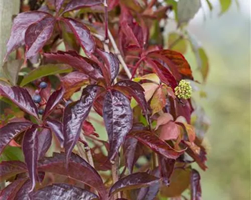 Parthenocissus quinquefolia