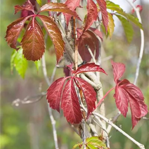 Parthenocissus quinquefolia &#39;Engelmannii&#39;
