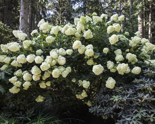 Hydrangea panic. 'Phantom' Hydrangea panic. 'Phantom'