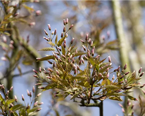 Amelanchier arborea 'Robin Hill' Amelanchier arborea 'Robin Hill'