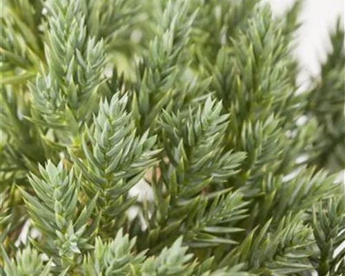 Juniperus squamata 'Blue Star' Juniperus squamata 'Blue Star'