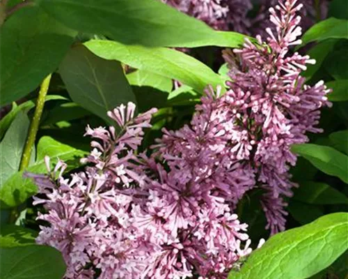 Syringa 'James Macfarlane' Syringa 'James Macfarlane'