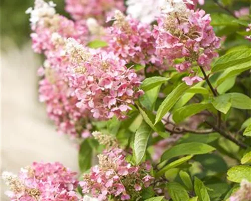 Hydrangea panic. 'Pinky Winky' -R- Hydrangea panic. 'Pinky Winky' -R-