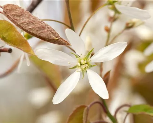 Amelanchier lamarckii Amelanchier lamarckii
