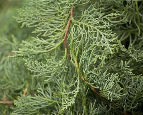 Juniperus virginiana 'Grey Owl'
