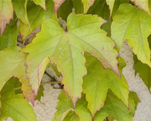 Parthenocissus tric.'Veitchii'