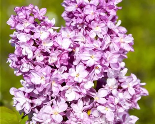 Syringa vulg.'Andenken an Ludwig Späth' Syringa vulg.'Andenken an Ludwig Späth'